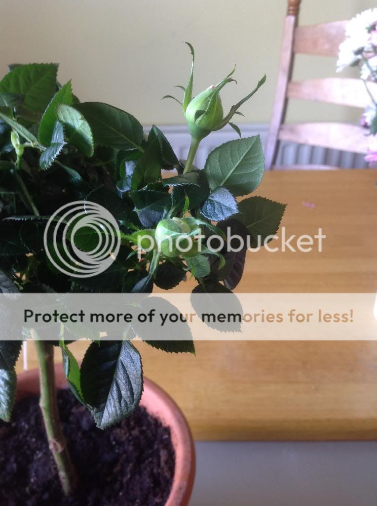 photo 19AFA3A5-9DF3-4B04-860F-A50388C965AB_zpsffy44xeh.jpg